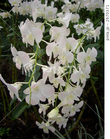 ランの花 ランの花 2670371