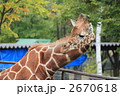 キリン 2670618