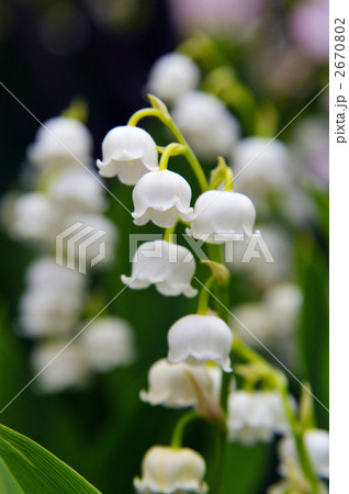 スズラン 2670802