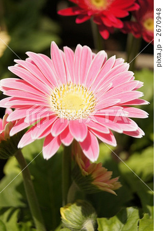 ガーベラ 桃色二重先白の花 ガーベラ 桃色二重先白の花 2670948