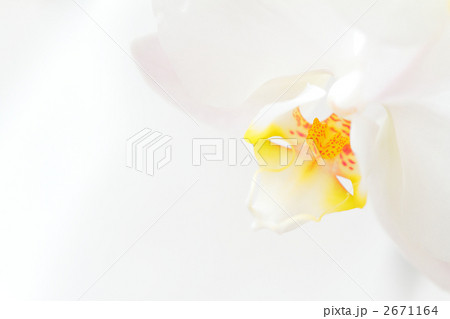 白い胡蝶蘭 2671164