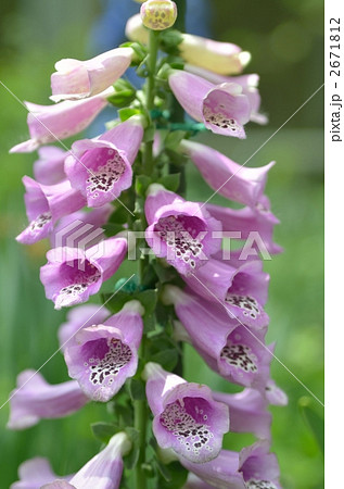 ジギタリス 2671812