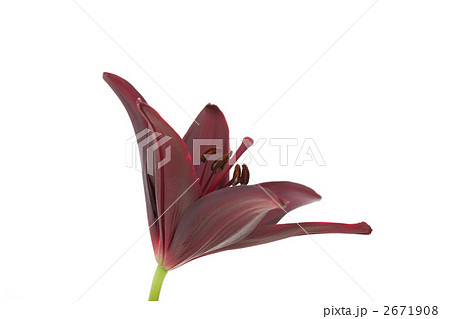 ユリ ランディーニ 2671908