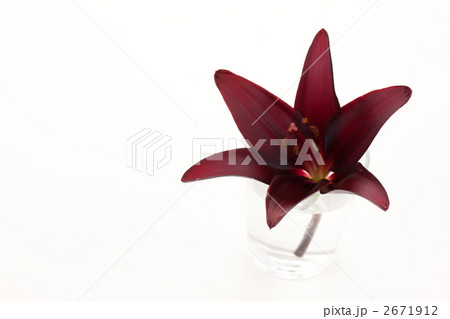 ユリ ランディーニ 2671912