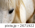 白馬 2671922