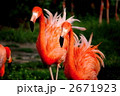 フラミンゴ 2671923