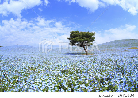 ネモフィラ畑の風景 2671934