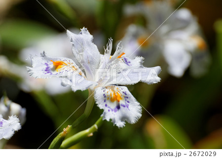 白っぽい紫のアヤメに似たシャガの花の写真素材