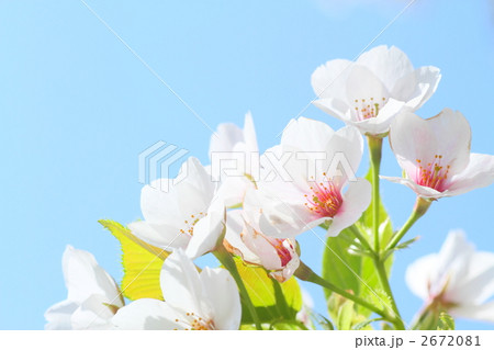 さくら咲く 2672081
