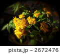 八重山吹 2672476