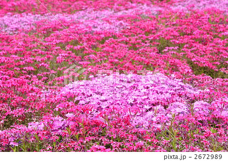 一面の芝桜 一面の芝桜 2672989