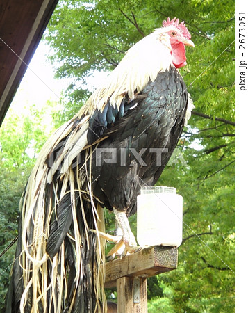 オナガドリの写真素材