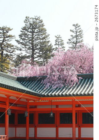 平安神宮 回廊の紅枝垂桜 平安神宮 回廊の紅枝垂桜 2673174