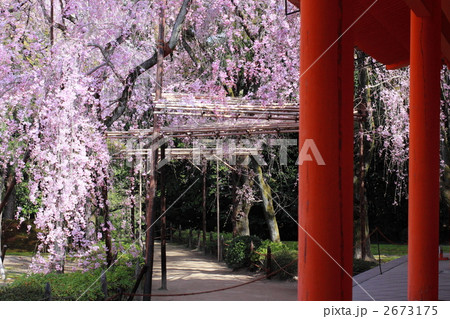 平安神宮　神苑の紅枝垂桜 2673175