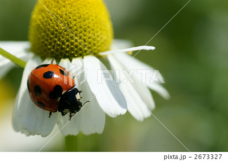 ナナホシテントウ 2673327