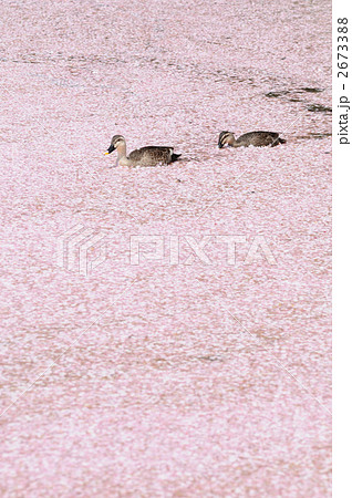 花筏のカモ 2673388