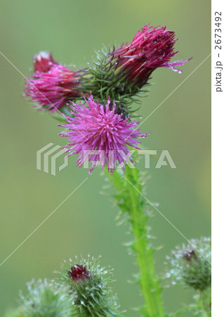 ヒレアザミ ヒレアザミ 2673492