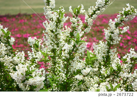 ウツギ ウツギ 2673722