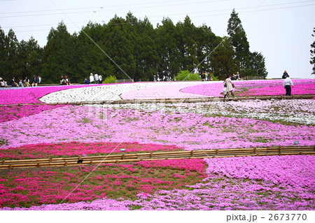 羊山公園の芝桜 2673770