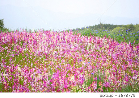 リナリアの花畑の写真素材