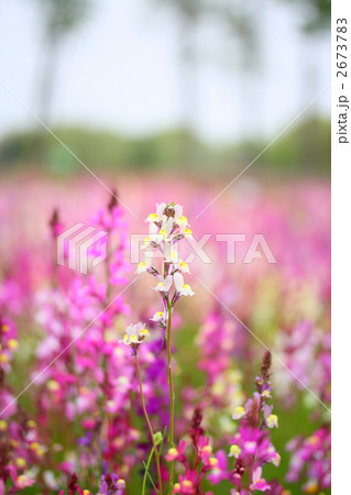リナリアの花畑 2673783