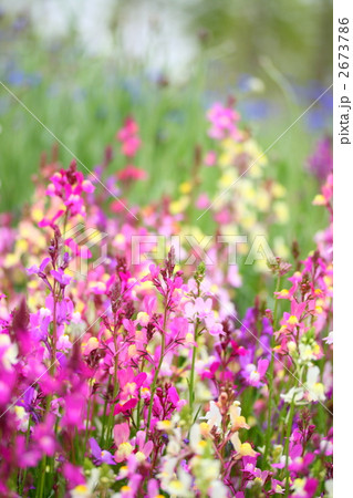 リナリアの花畑 2673786