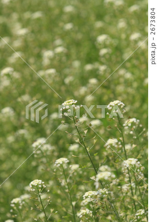 一面のペンペン草 一面のペンペン草 2673804