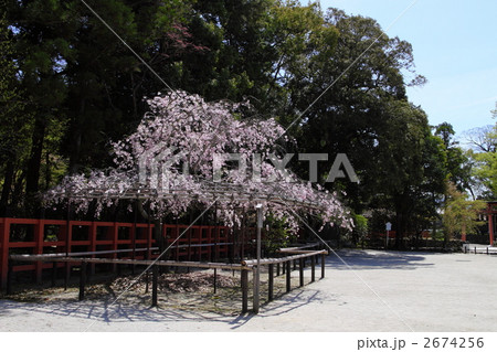 上賀茂神社　風流桜 2674256