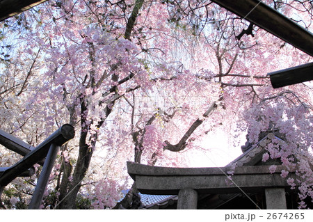 雨宝院 春景 雨宝院 春景 2674265
