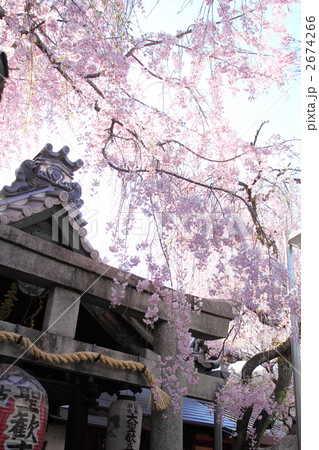 雨宝院 春景 雨宝院 春景 2674266