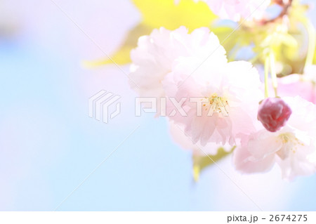松月桜 松月桜 2674275