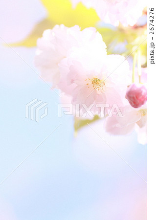 松月桜 2674276