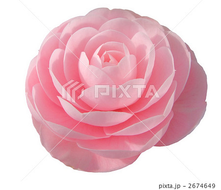 八重椿の切抜き 八重椿の切抜き 2674649