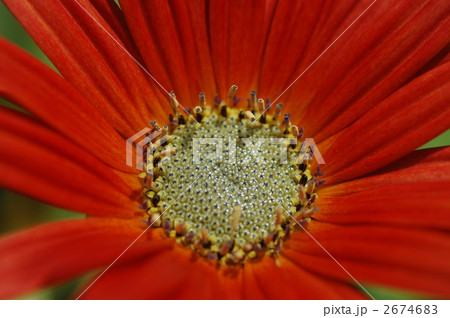 ガーベラ赤 ガーベラ赤 2674683