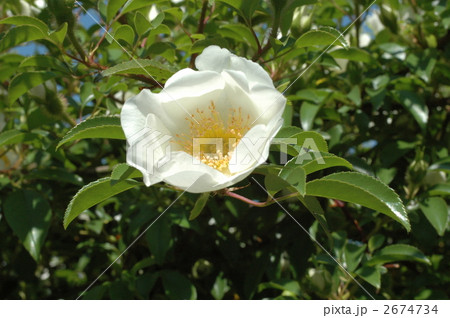 なにわいばら 2674734