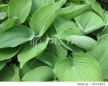 ギボウシ 2674805