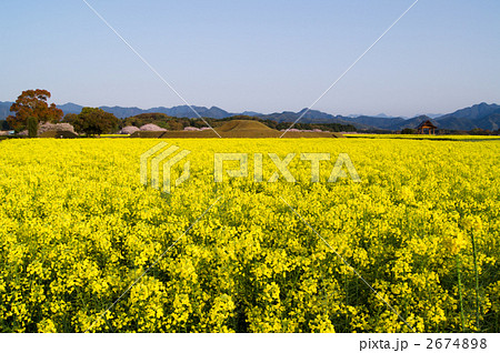 柔らかい朝陽を受ける菜の花畑と古墳 柔らかい朝陽を受ける菜の花畑と古墳 2674898