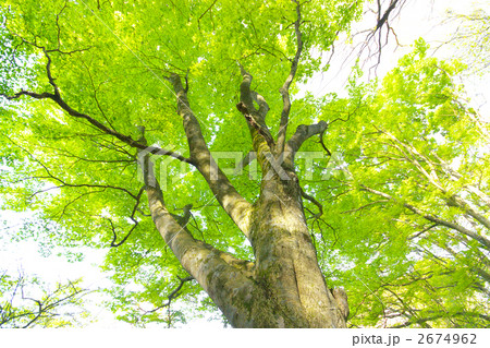 ブナの木 ブナの木 2674962