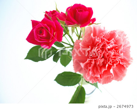 薔薇とカーネーション 薔薇とカーネーション 2674973