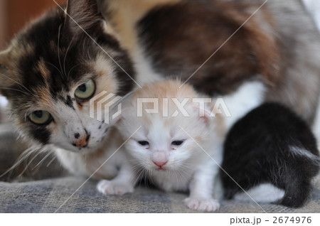 猫の親子 猫の親子 2674976