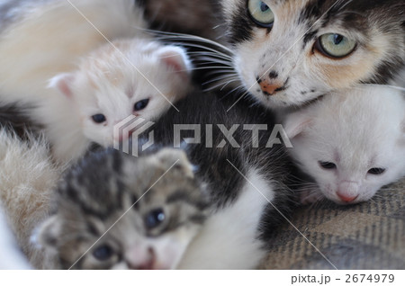 3匹の子猫 3匹の子猫 2674979