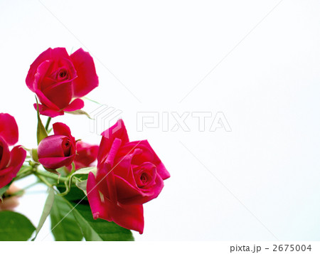 薔薇 薔薇 2675004