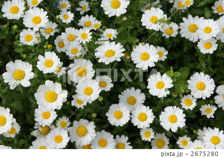 フランスギク 2675280