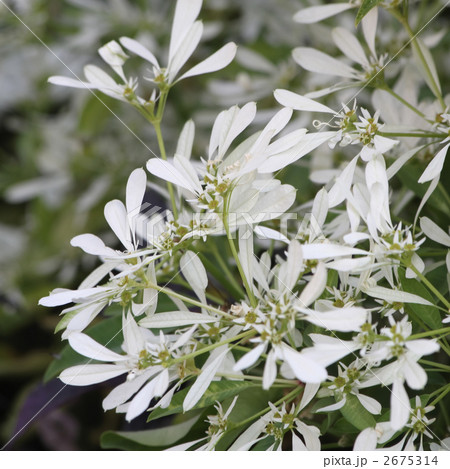 ユーフォルビア 2675314