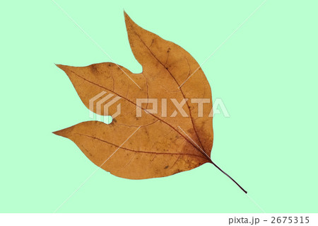 カエデの葉 2675315