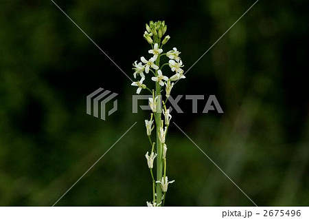 ハタザオ 2675496