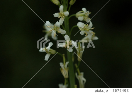 ハタザオ ハタザオ 2675498