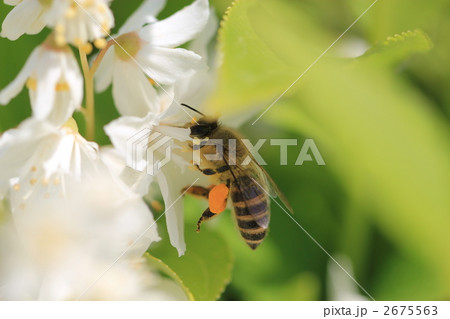 花粉団子をつけた蜜蜂の写真素材