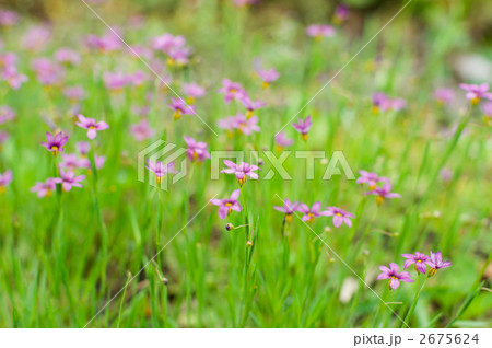 ニワゼキショウ（紫） 2675624