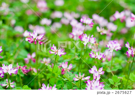 レンゲ畑を飛び回るミツバチ 2675627